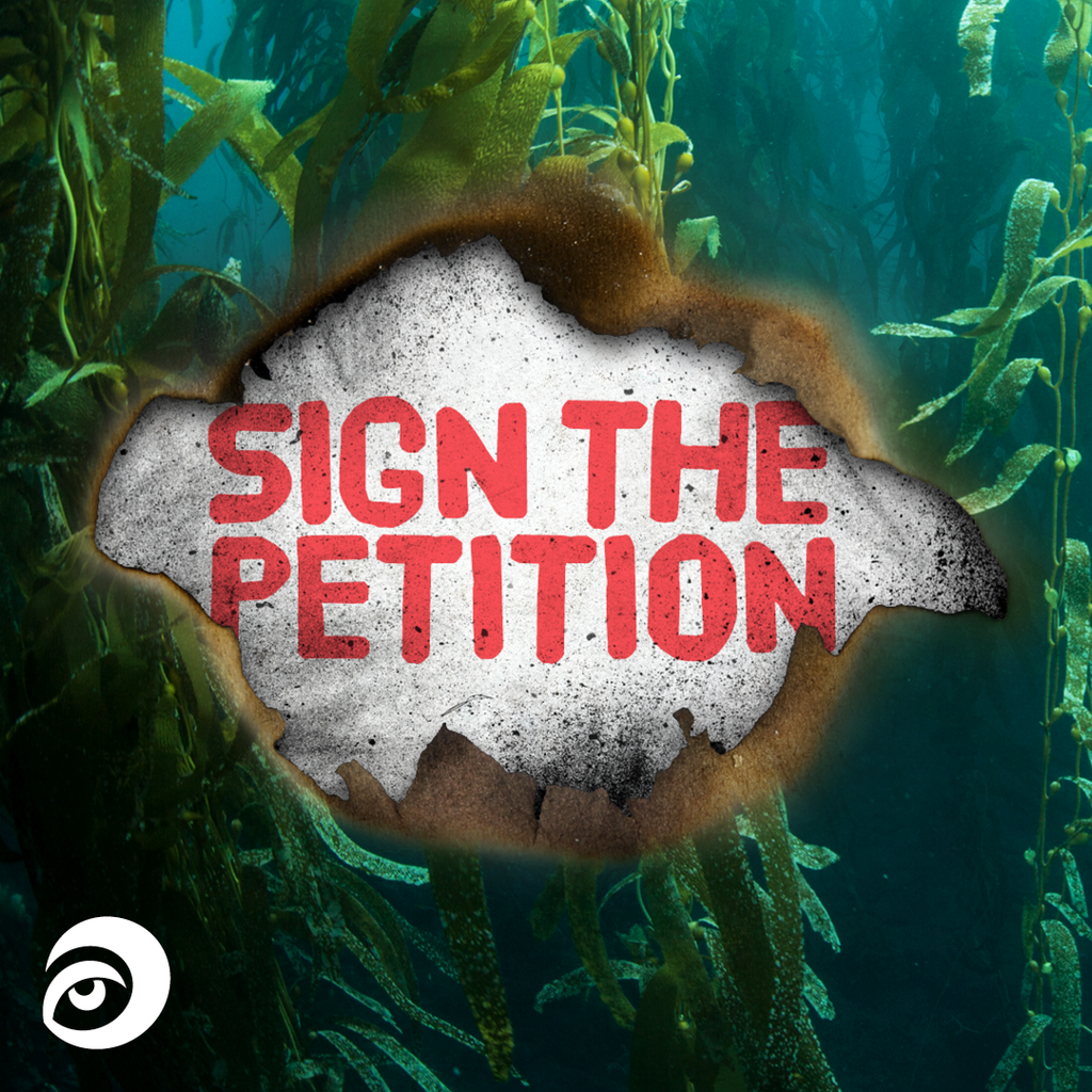 Your Chance To Vote On The Future Of Our Ocean.